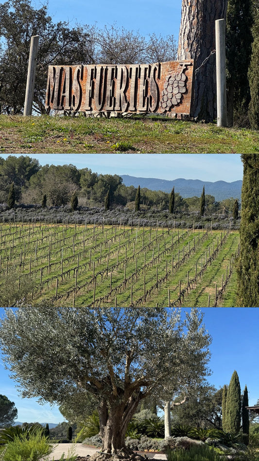 Autenticitat que es tasta: l’essència dels productes Mas Fuertes