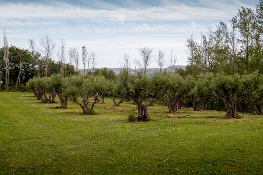 Quan el temps es converteix en un aliat